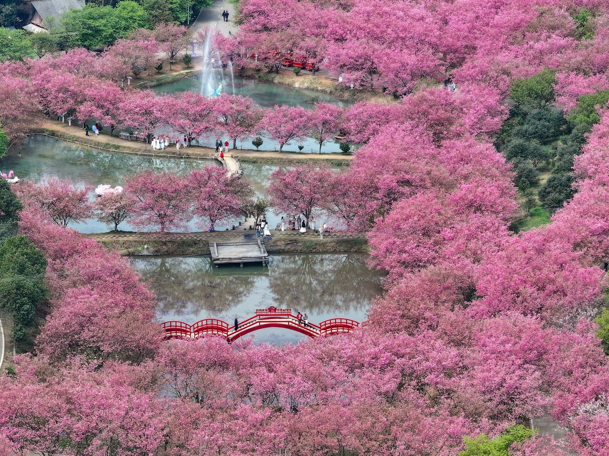 PDChina's tweet photo. A pink wonderland unfolds as delicate cherry blossoms bloom across hundreds of hectares in Changning, central China’s Hunan Province. https://t.co/SZ4yK35KeL
