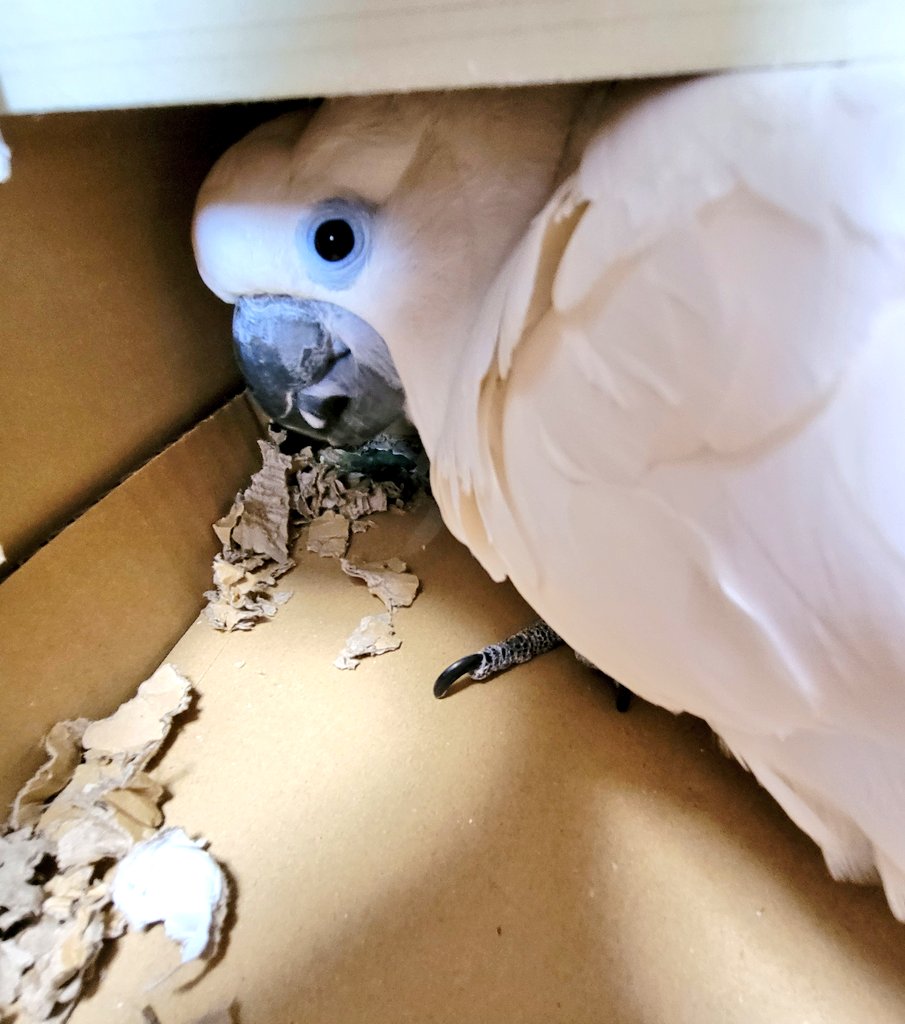 おぱーりん🎵 tweet media