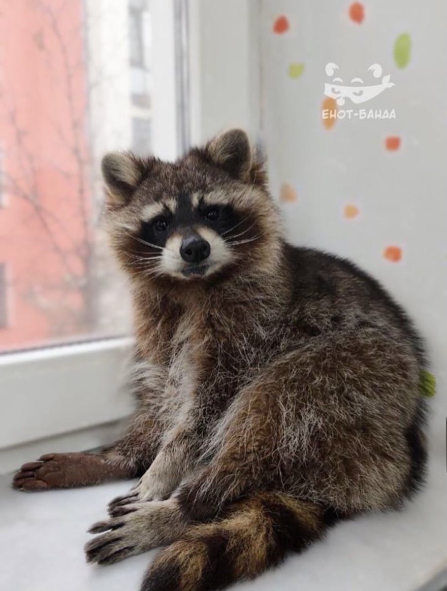 粒粒餡子 tweet media