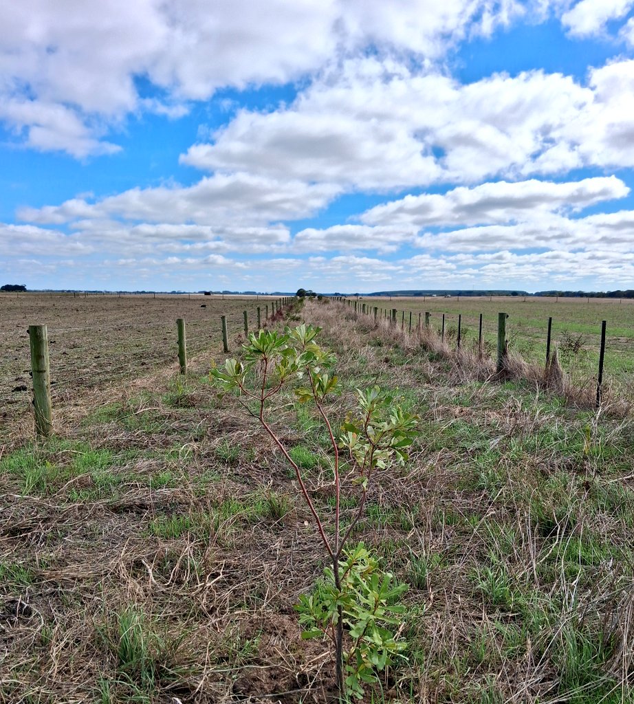 Agvocate_Au tweet media