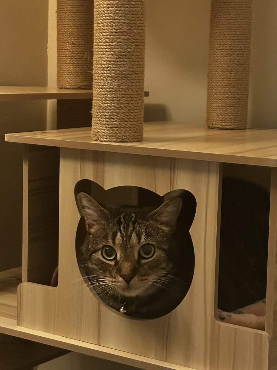 Amelia™ tweet media