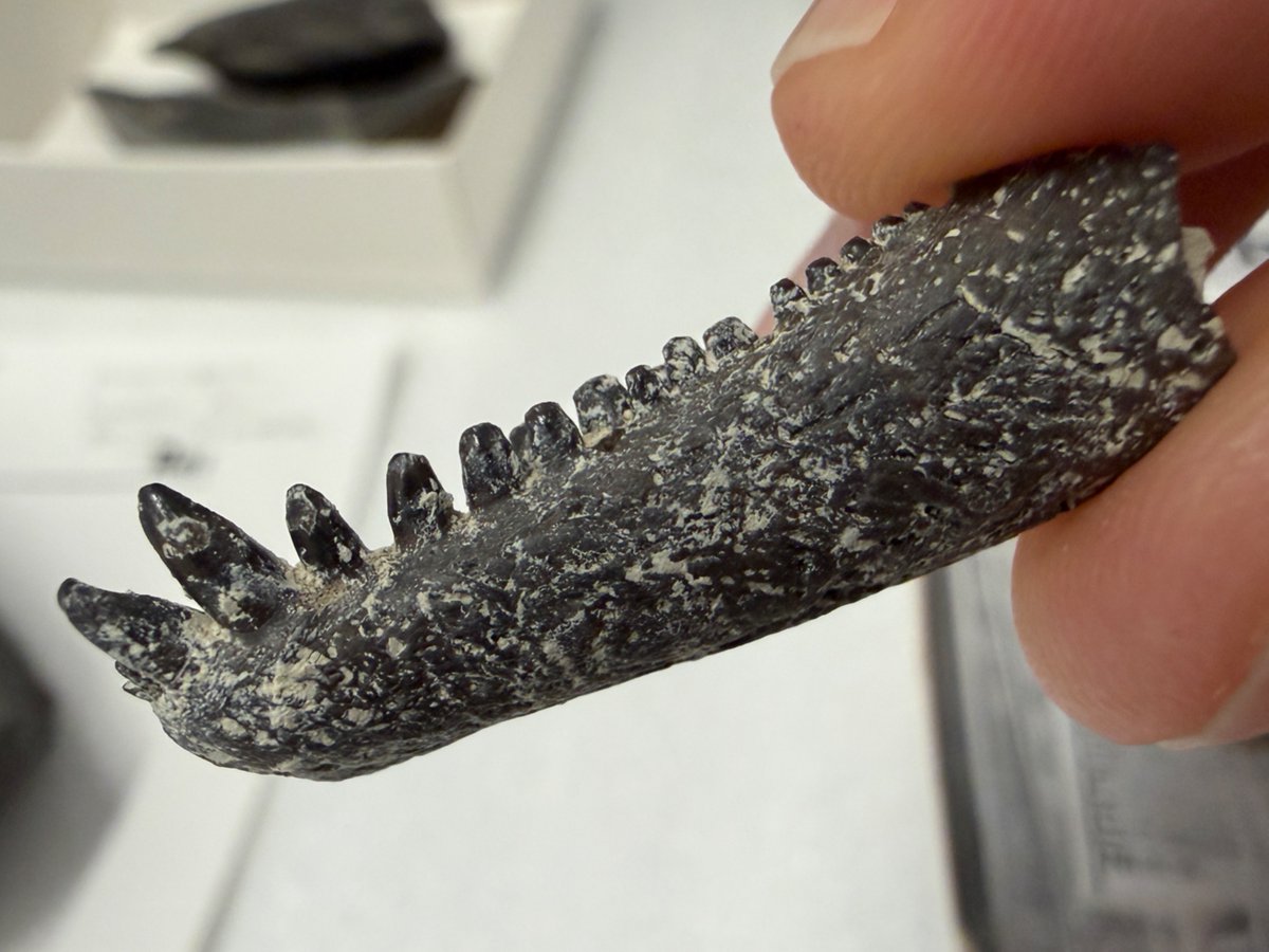 Ron Tykoski tweet media