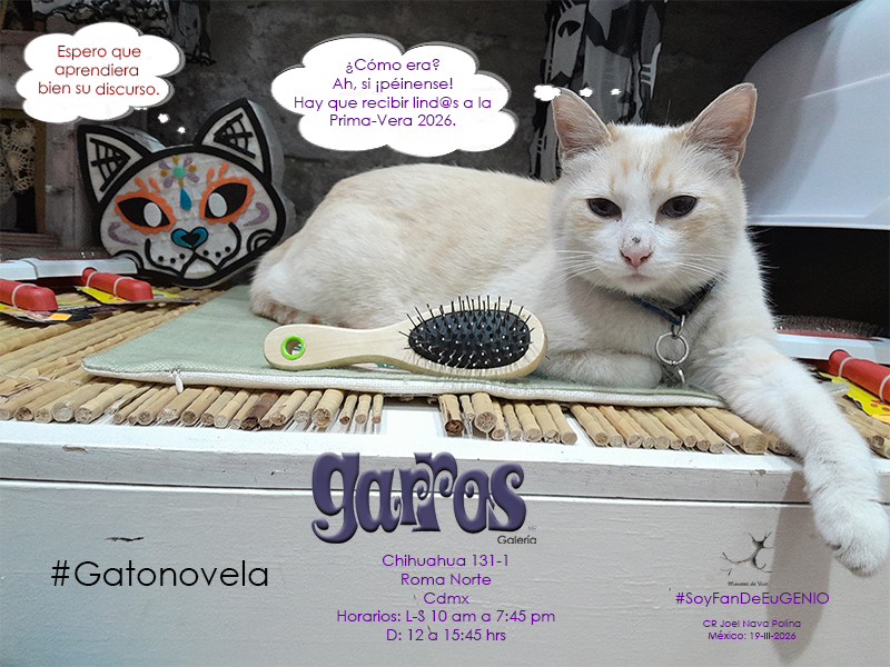 Garros Todo en Gatos tweet media