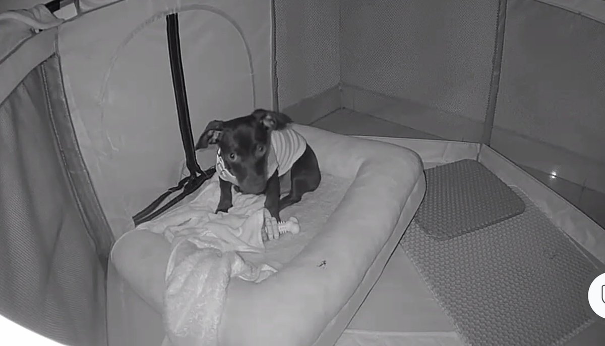 Avi 🦆 tweet media