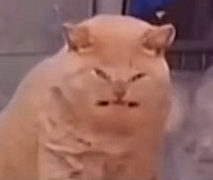 Mantis 🌱 tweet media