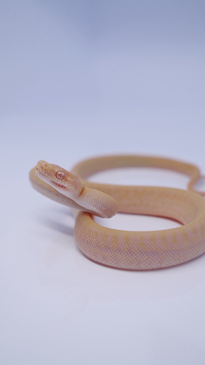 The Origin tweet media