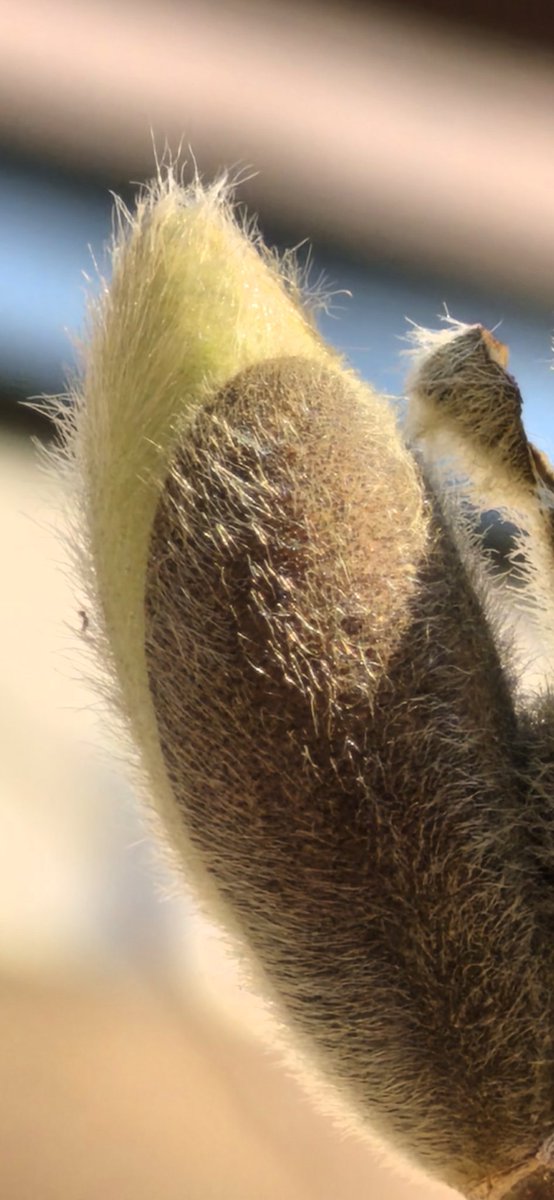 Ice Universe tweet media