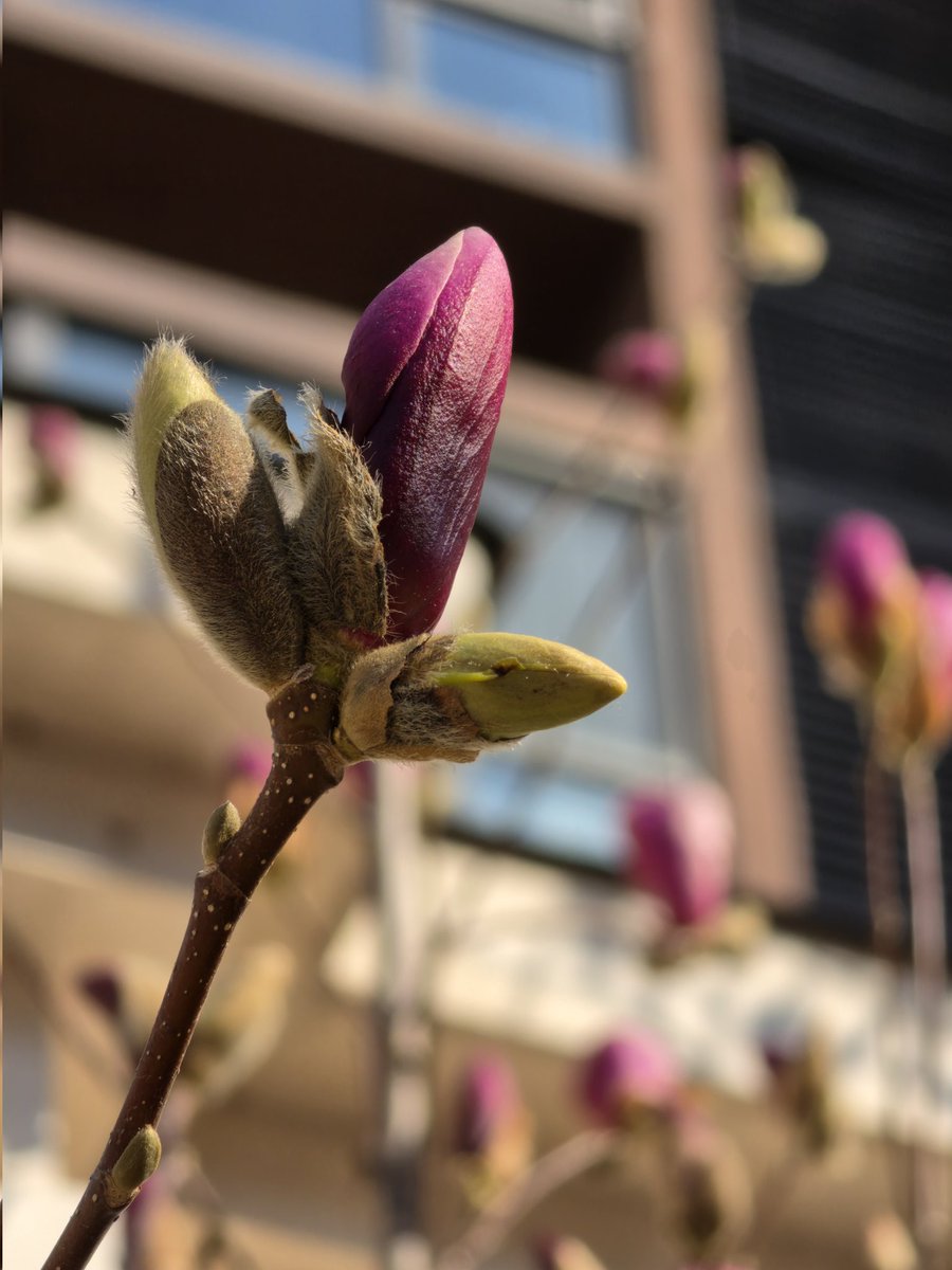 Ice Universe tweet media