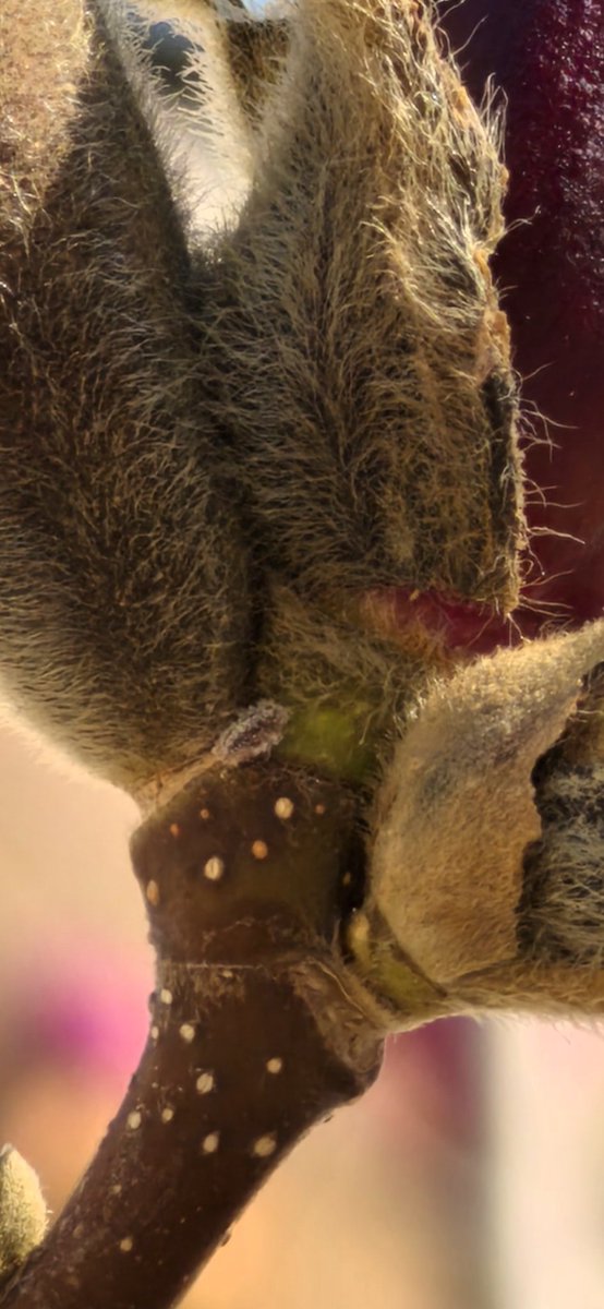 Ice Universe tweet media