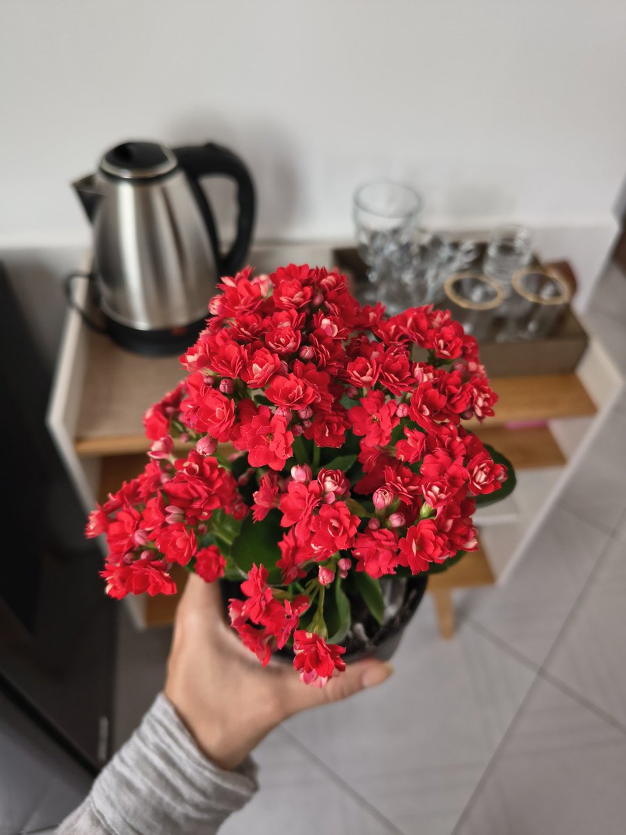 bah_cm's tweet photo. Minha mãe me deu essas flores e eu postei no story sem marcar o @ (de sacanagem) e agora os bestas que acham que sabem da minha vida tão achando que eu tô namorando! Kkkkk https://t.co/y2b6GRkPjl