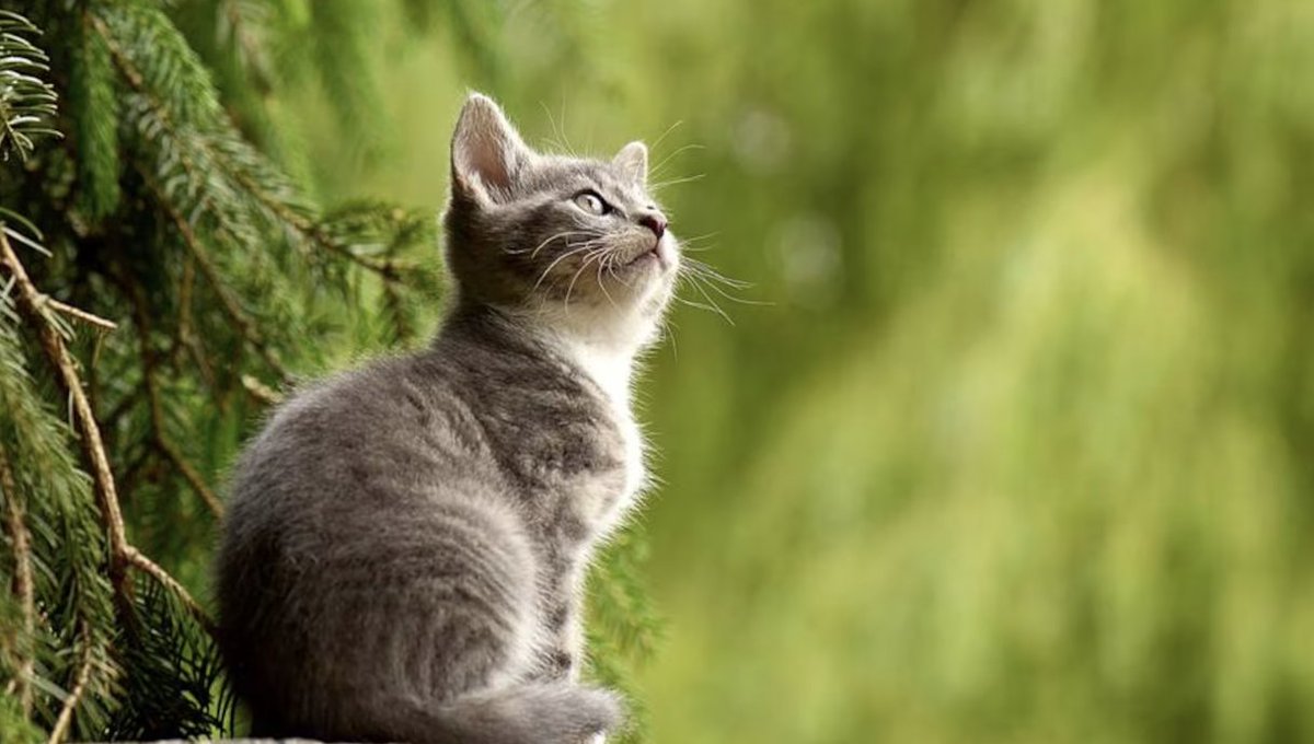 FayerWayer tweet media