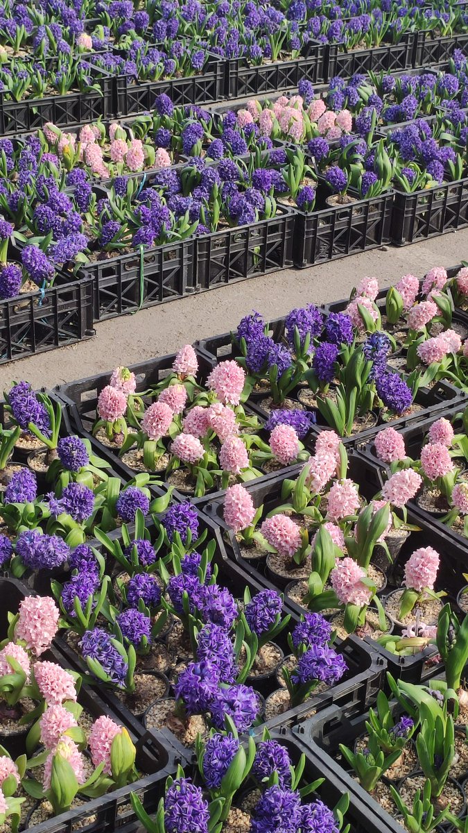 __Poyan_ tweet media