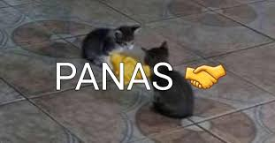 Capitan Shield tweet media