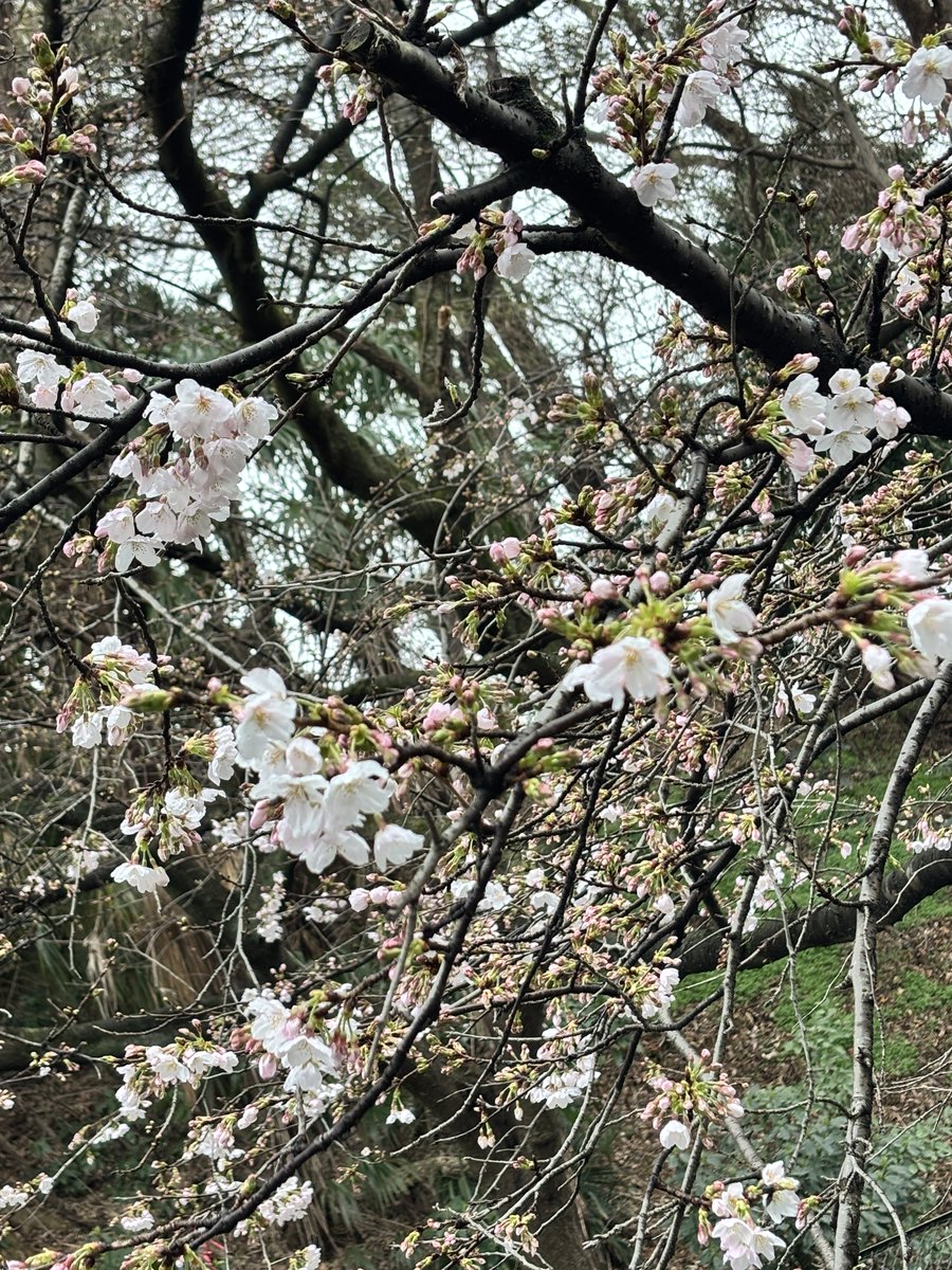 evangelist2000's tweet photo. 桜が咲き出した。 https://t.co/T9Ysqrp6iQ