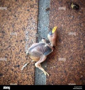 Oculus Reparo 🤓 tweet media