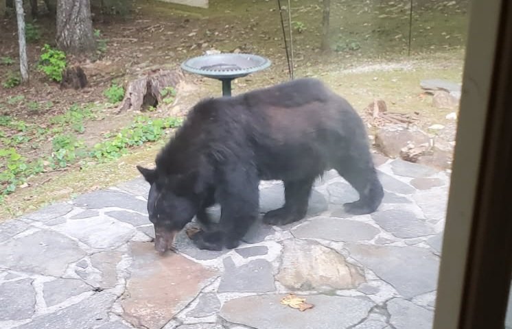 Old Southern Woman tweet media