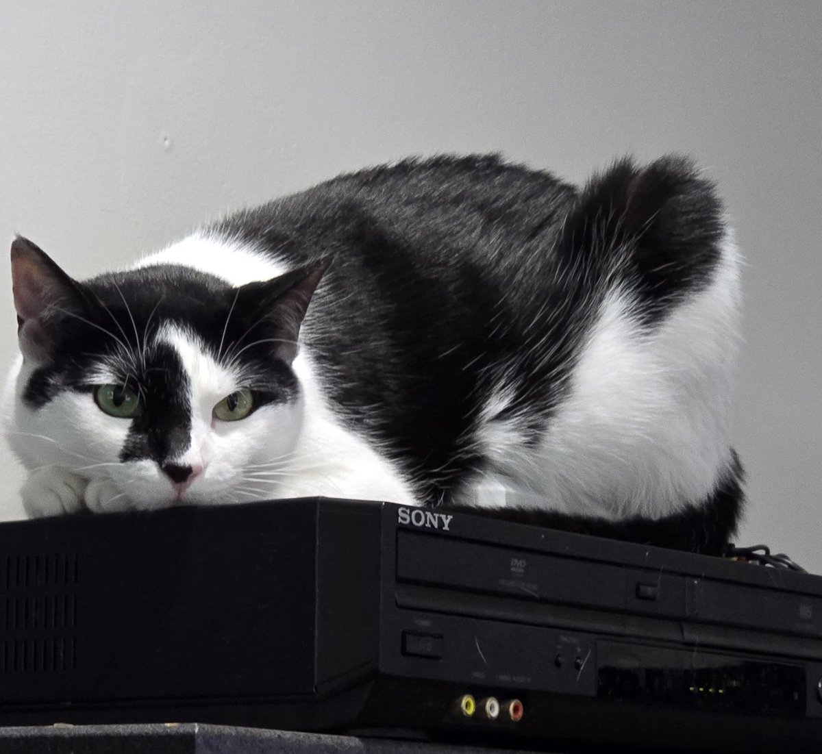 BusterNutt Video tweet media