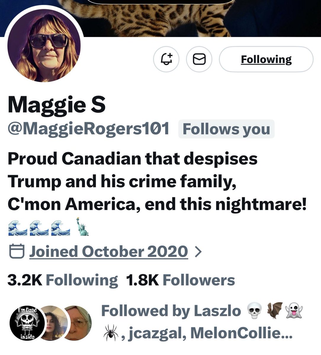 Turquoise Cat tweet media