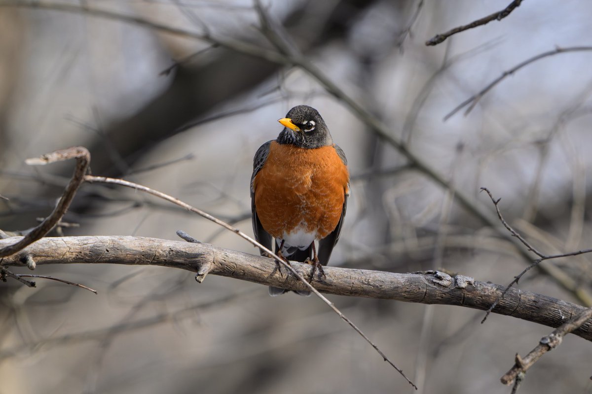 jenparbs's tweet photo. I took out the new camera lens today. In less than a year, I have fully embraced that I am a birder. https://t.co/IweRkLn3UT