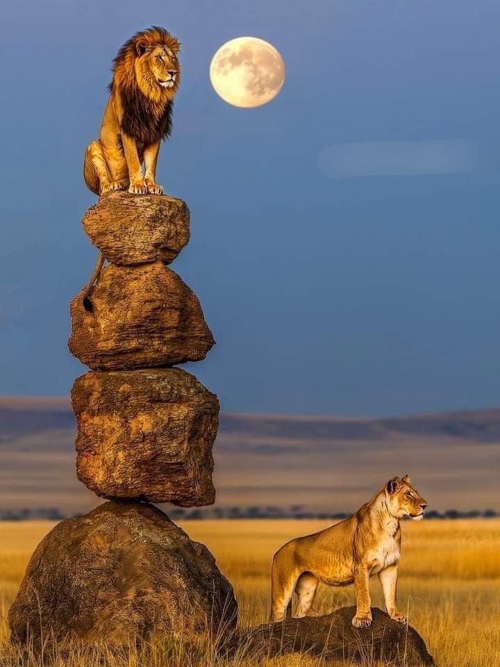 Joanna Stauropoulou. tweet media