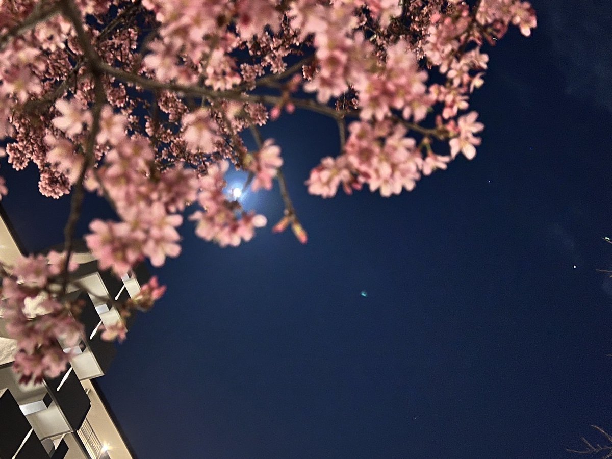 松本麗華 tweet media