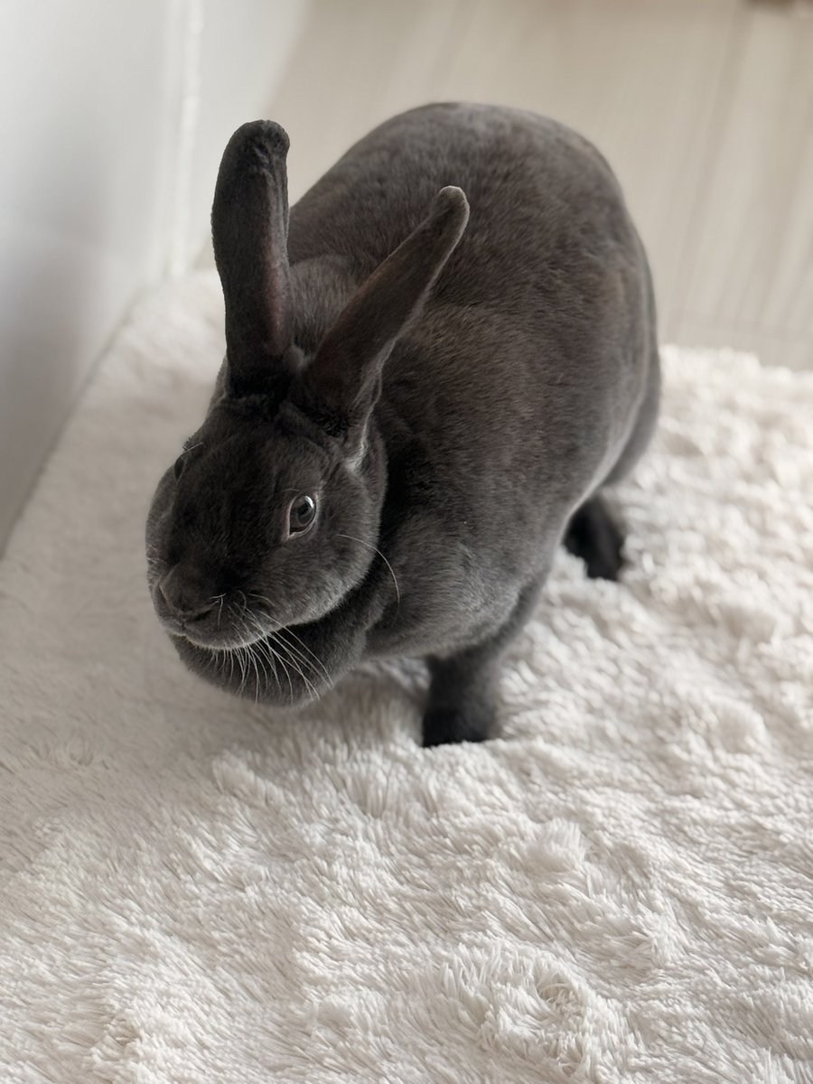 おはよう🐰🌽