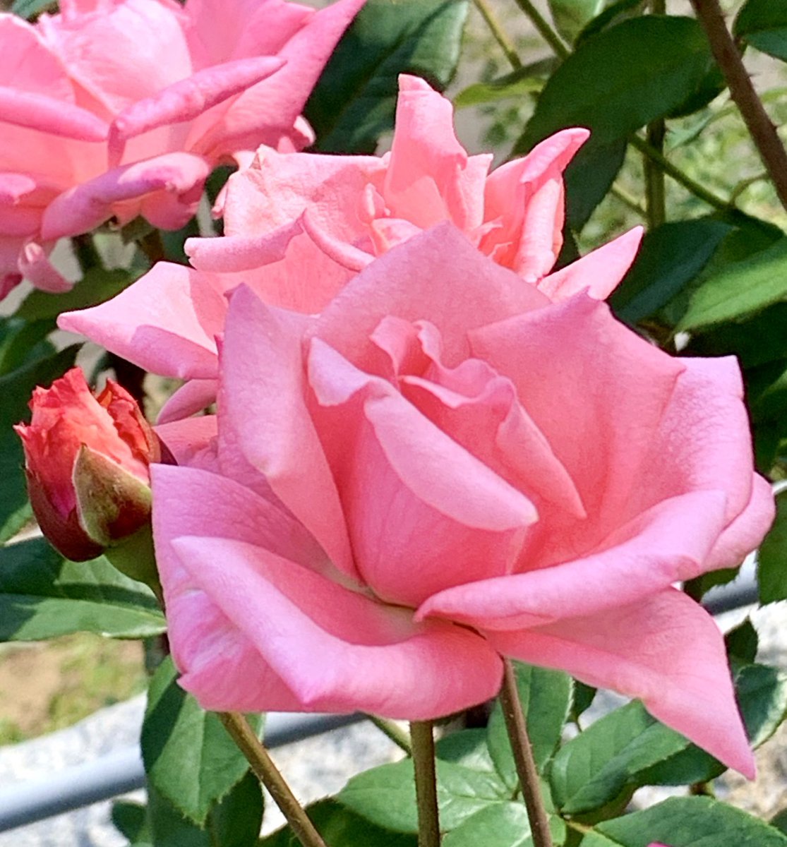 🌸カレリアFlower🌸 tweet media