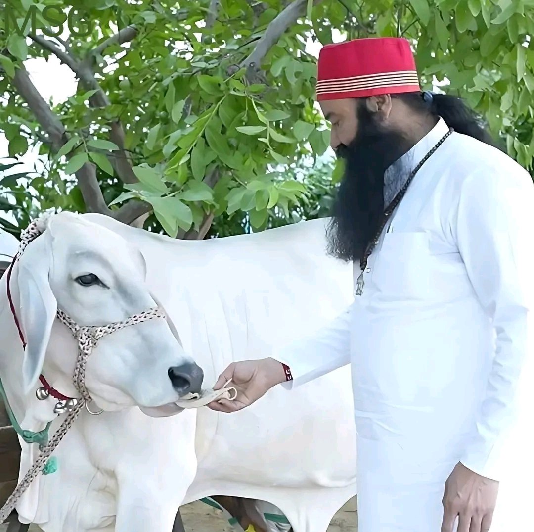 Rahulnsan's tweet photo. Kindness towards every living being is the true path to humanity — Saint Gurmeet Ram Rahim Ji https://t.co/NCoNcwSyZM