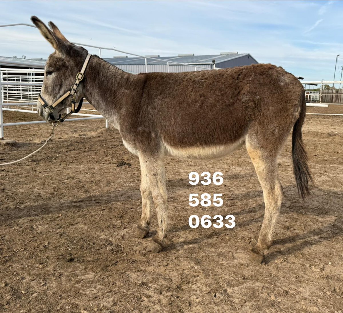 Salvation Wild Mustang Sanctuary tweet media