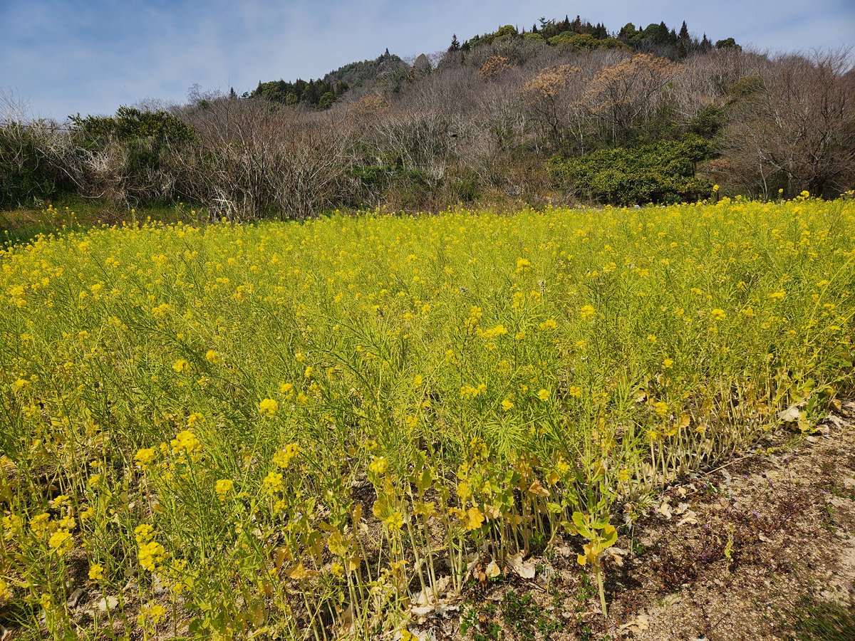 kuratamagohan's tweet photo. 旅先で、菜の花。 https://t.co/bfPCf6Nbwb