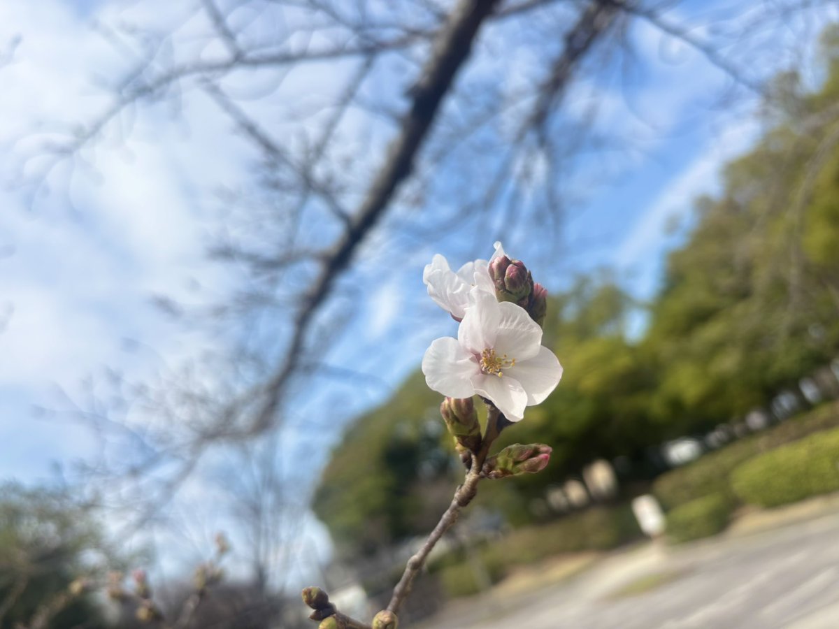 Mm8Wb's tweet photo. 福岡の春日公園に咲いてましたー！

と、いう事で！
私が！
勝手に！
6番目の開花をここに発表します！

#開花 #桜 https://t.co/fH4WQlxWN1