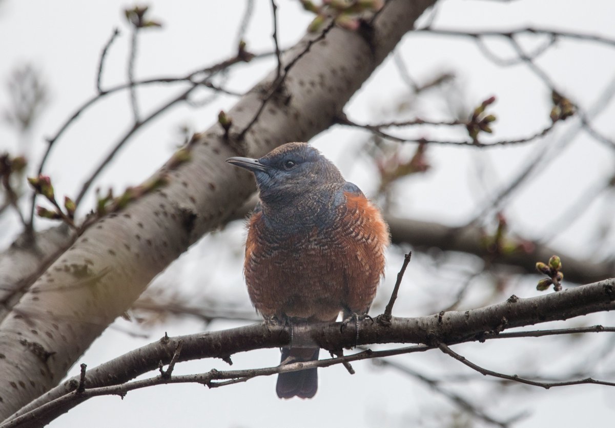 FukuShin tweet media