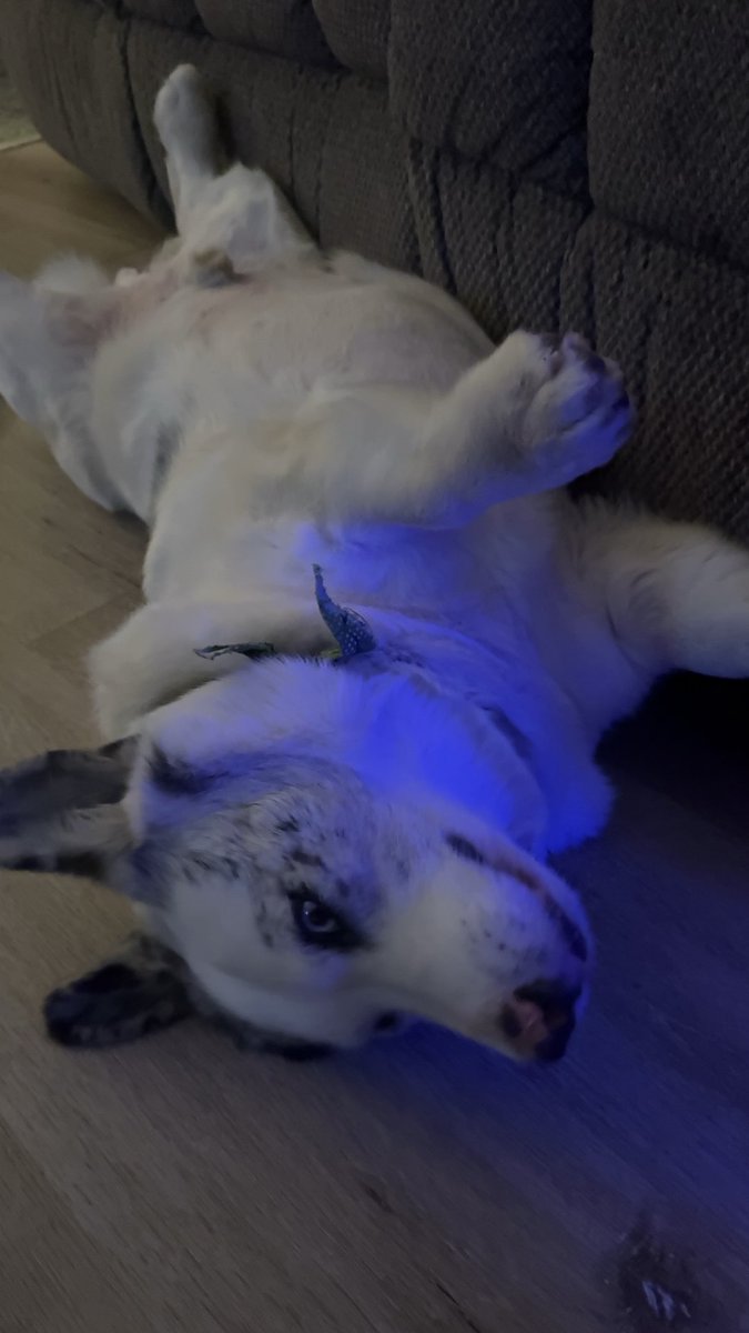 Earl of the South tweet media