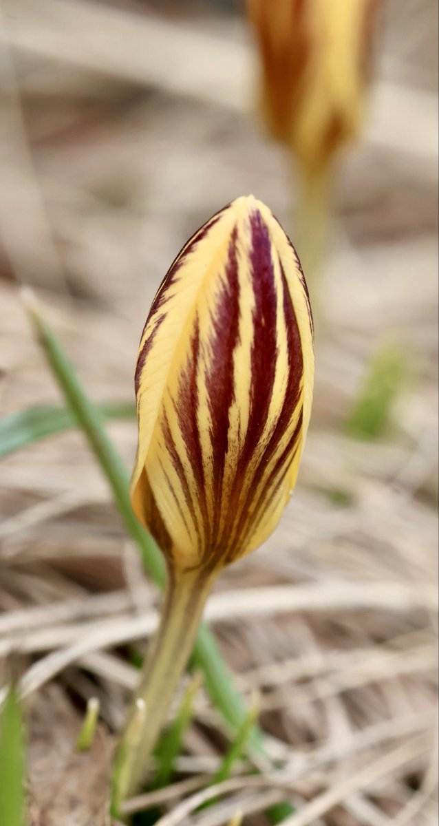 itsme_krrishm's tweet image. The first blooms of spring always make my heart sing. - S.T. Coleridge

#HappySpring
#HappyFriday
#KrrishClick
