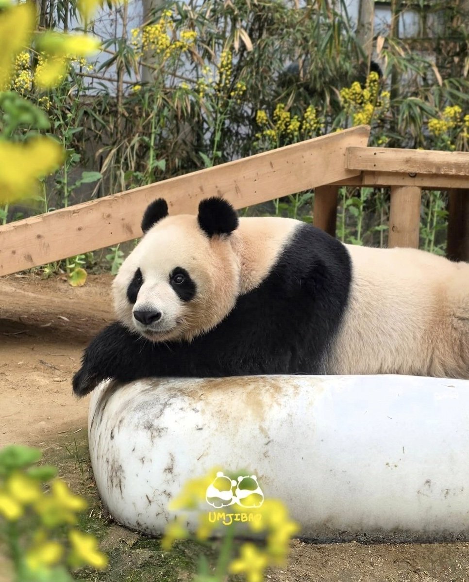 국경없는판다회 tweet media