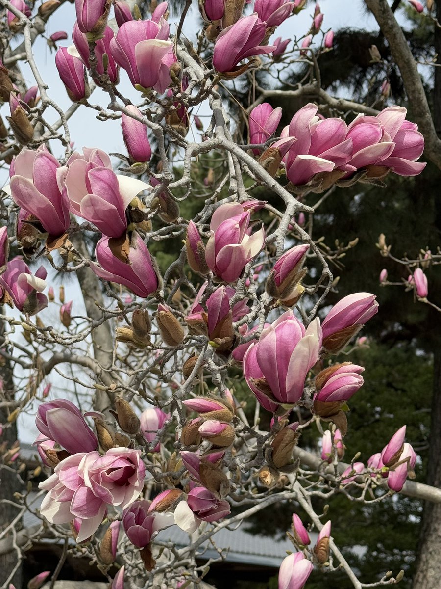 kyotowonderland tweet media