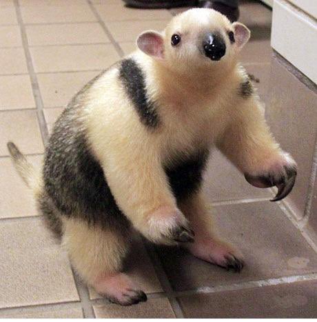 yume nikki minaj à trois tweet media