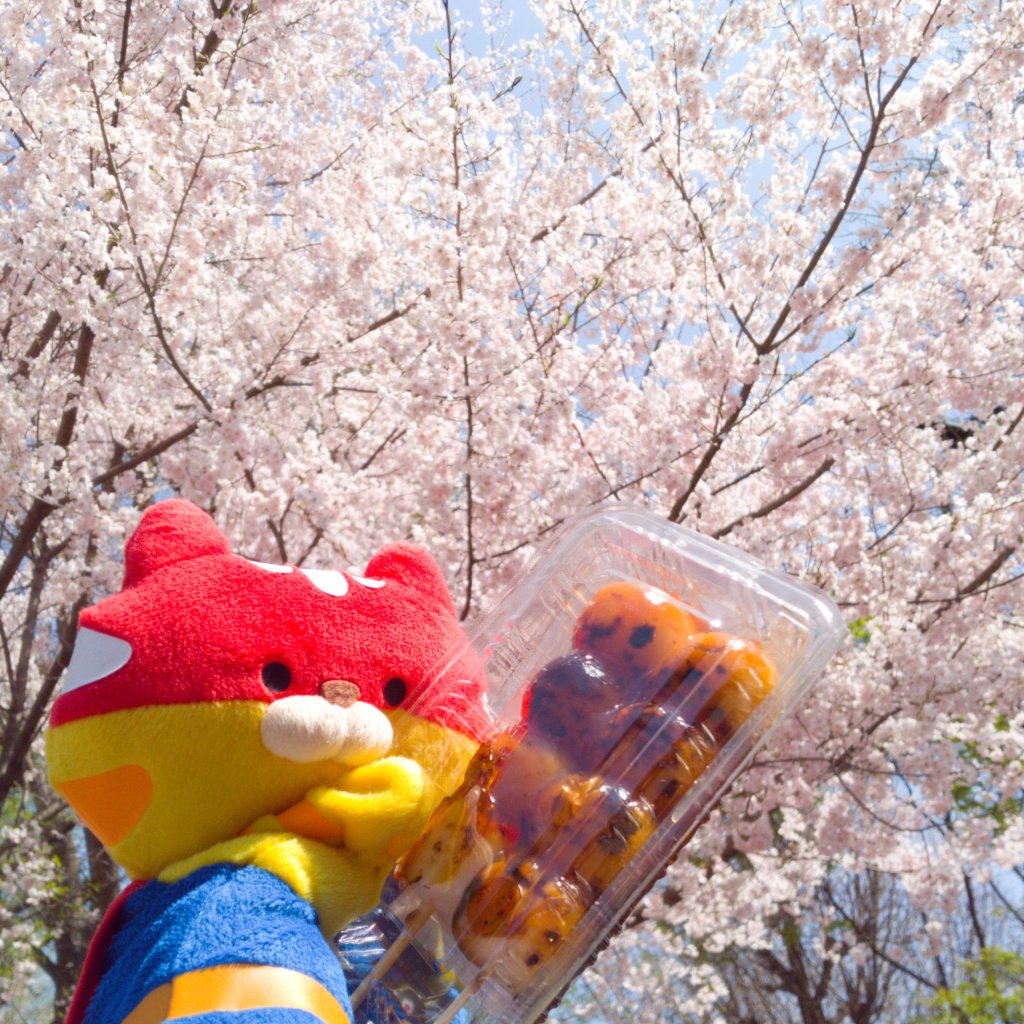 dosser_jp's tweet photo. 家族から『ケラ族の酋長のZoom会議に出たいがパソコンが壊れた。直せ。』と起こされた。

春眠の朝寝坊が終わり、桜の開花宣言を知る。
#春 #桜 https://t.co/VKups0nO2J