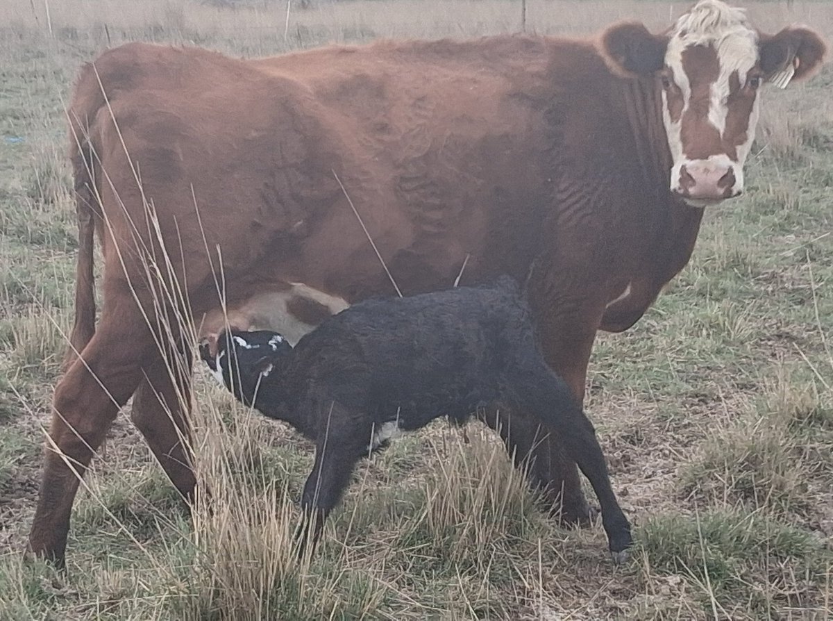 Bovine Thots With Poppin Twats tweet media