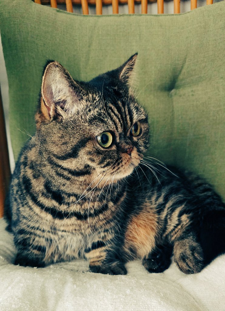 望月しし丸 tweet media