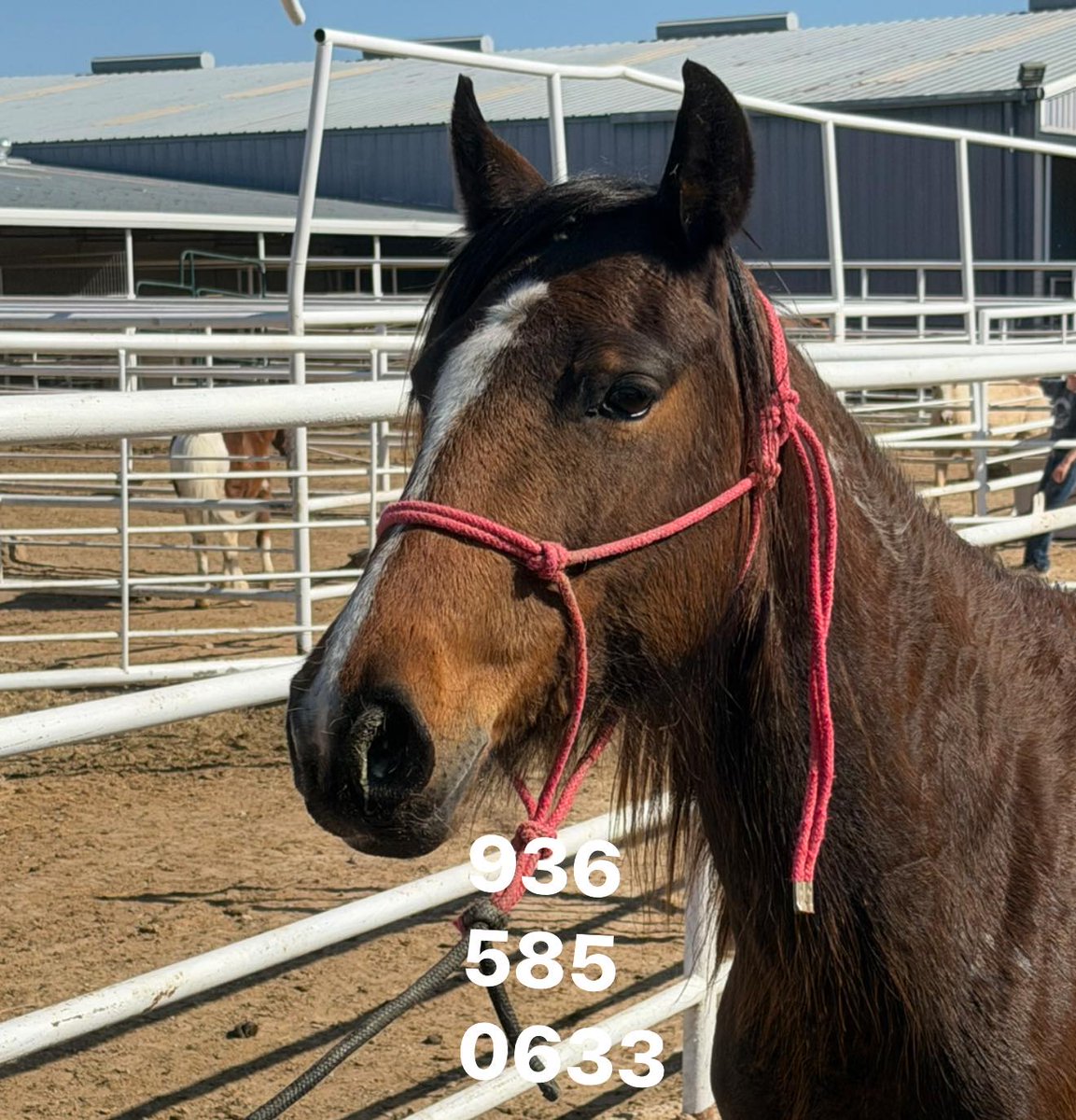 Salvation Wild Mustang Sanctuary tweet media