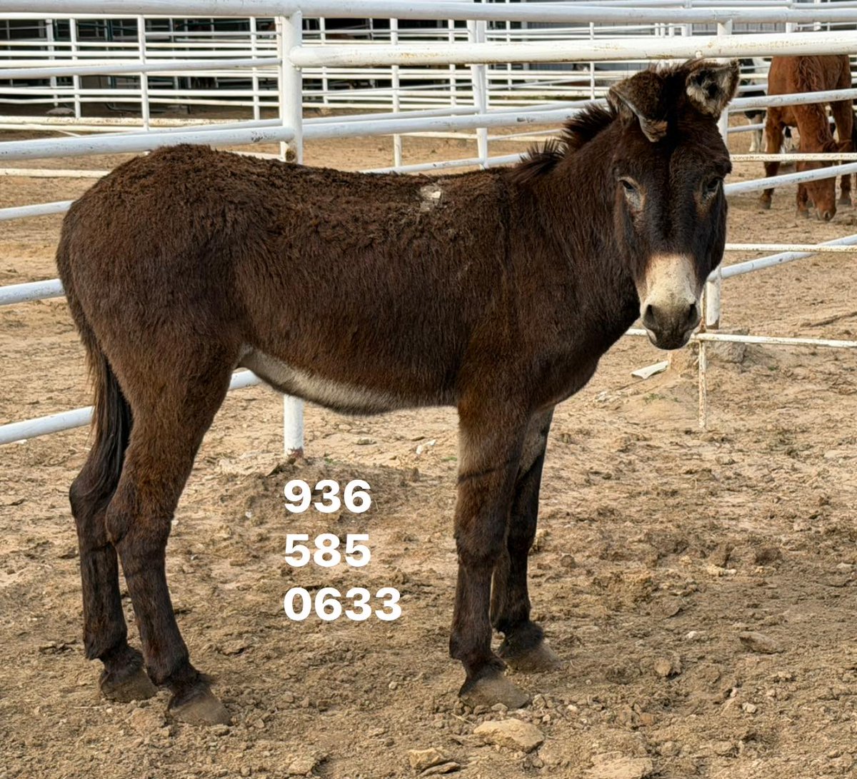 Salvation Wild Mustang Sanctuary tweet media