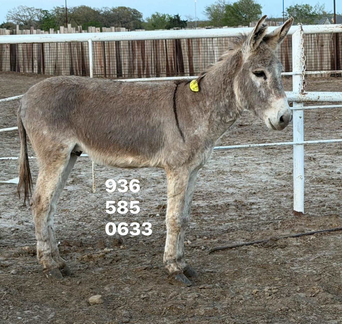 Salvation Wild Mustang Sanctuary tweet media