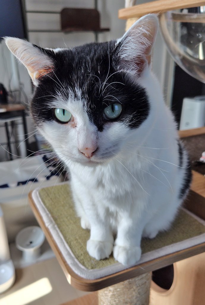 GS（ゲソコン） tweet media