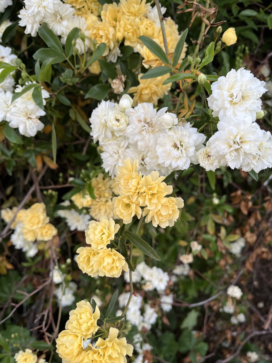 Will Ask Questions For No Reason tweet media