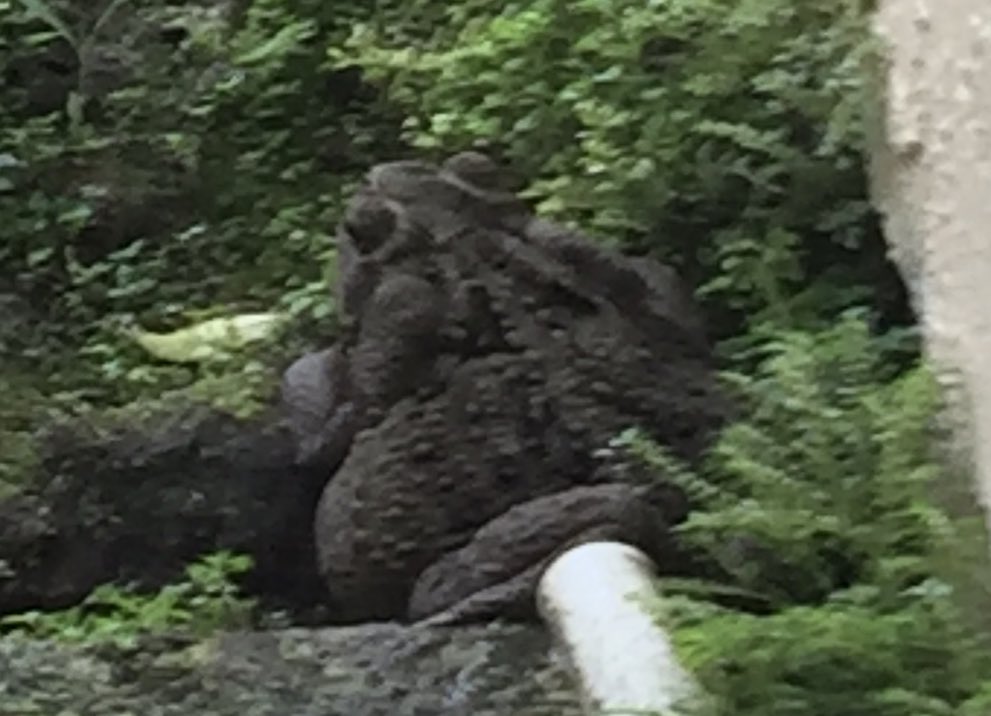 Tamara 🐊🌻 tweet media