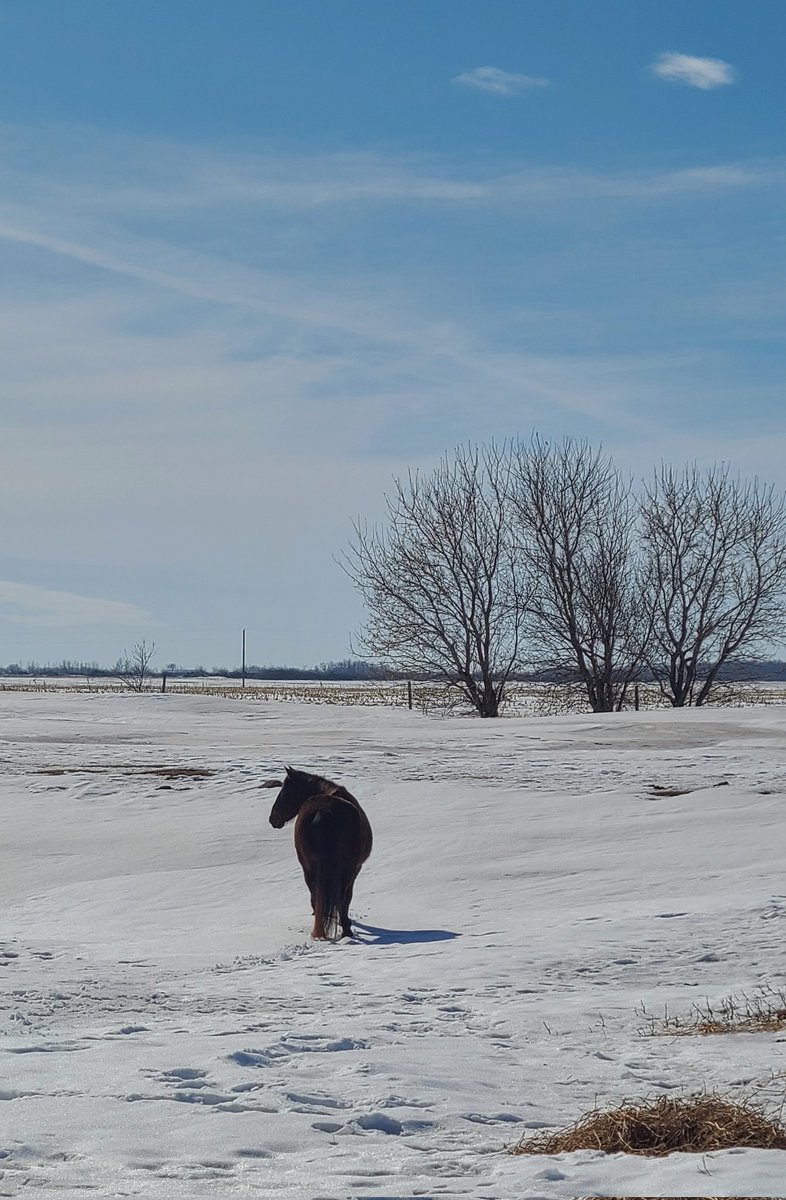 JBMEquiFarms's tweet image. The struggle between winter &amp;amp; spring has started in #Manitoba
 
It was a beautiful day for the #lastdayofwinter
 
FatCat, who decided to nap somewhere warm,  needed help to leave when the sun did its job &amp;amp; melted a lot of snow. 

#wintervsspring
#mbwx #horses #farmlife