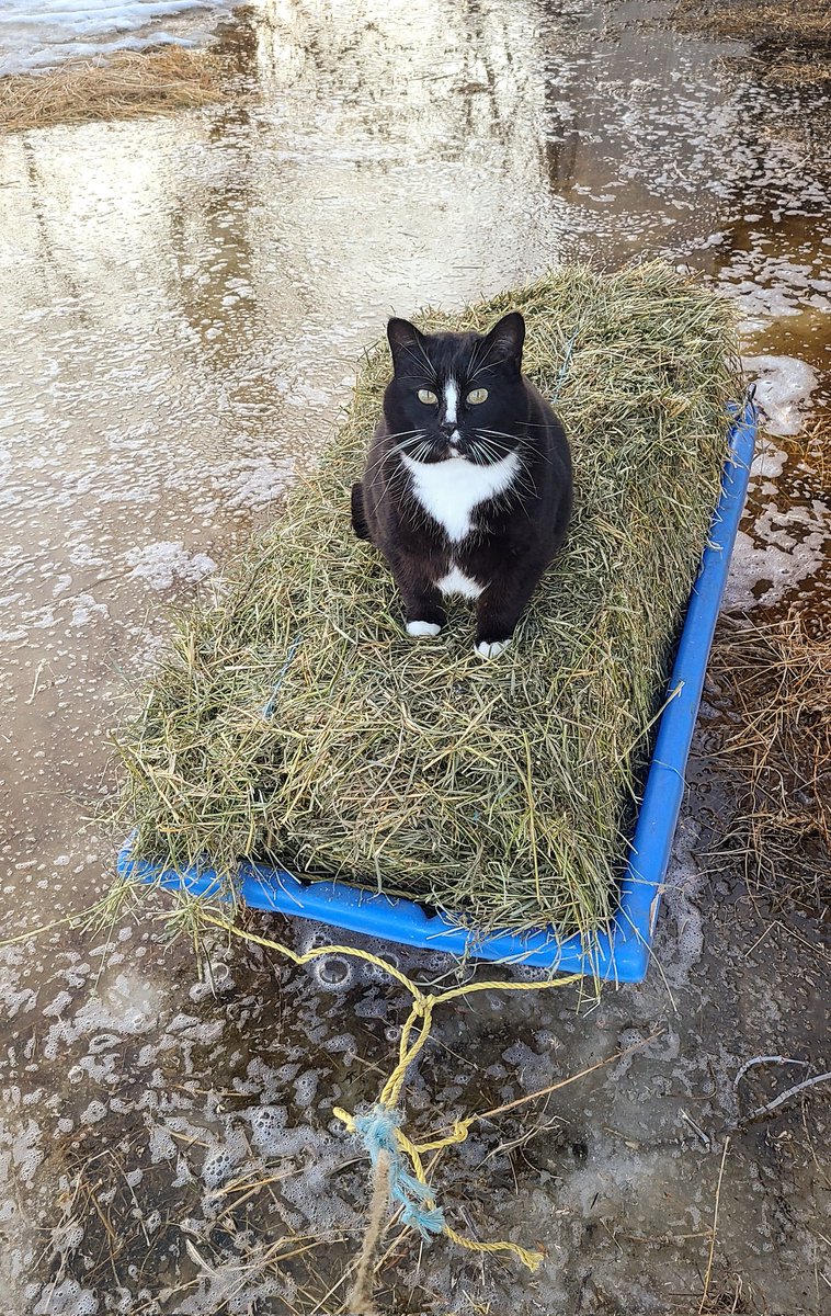 JBMEquiFarms's tweet image. The struggle between winter &amp;amp; spring has started in #Manitoba
 
It was a beautiful day for the #lastdayofwinter
 
FatCat, who decided to nap somewhere warm,  needed help to leave when the sun did its job &amp;amp; melted a lot of snow. 

#wintervsspring
#mbwx #horses #farmlife