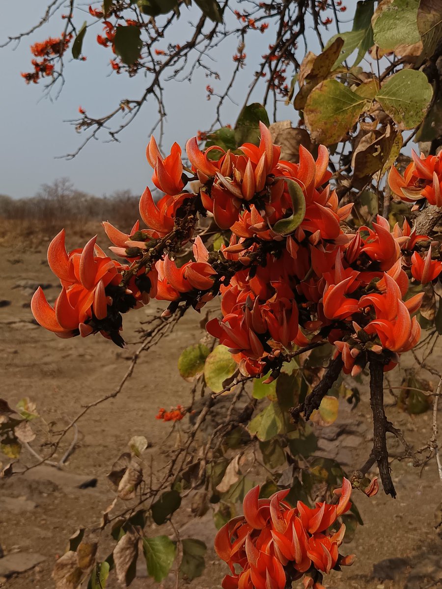 नीलेश रायचुरा tweet media