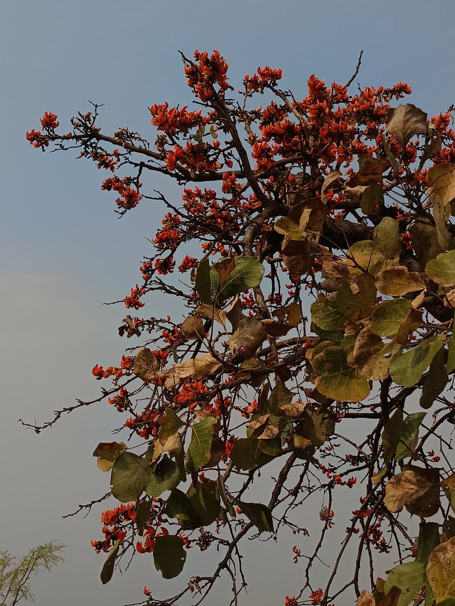 नीलेश रायचुरा tweet media